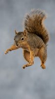 Cute gray squirrel jumping mid-air with fluffy tail and orange fur details isolated on blurred background for wildlife and nature designs.