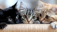 Three adorable Maine Coon kittens with fluffy fur resting together on textured fabric, showcasing different coat colors and patterns for pet care concepts.