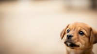 Adorable brown puppy with expressive eyes looking up, soft blurred background creates warm atmosphere for pet care and animal love concepts.