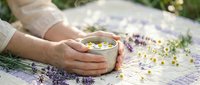 Woman hands holding herbal tea cup with chamomile flowers and lavender on white wooden table outdoors for relaxation and wellness lifestyle.