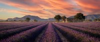 Lavender field rows stretching toward mountains at sunset with dramatic orange and pink sky clouds creating peaceful agricultural landscape scene.