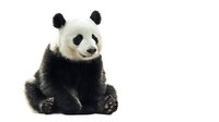 Giant panda bear sitting isolated on white background. Cute black and white endangered species mammal for wildlife conservation and nature designs.