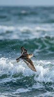 Sandpiper bird flying over ocean waves with water droplets and sea foam, coastal wildlife in natural marine habitat during migration season.