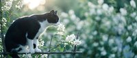 Black and white cat smelling delicate white spring flowers on blooming tree branch in soft sunlight with bokeh background for pet and nature themes.