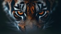 Close-up portrait of tiger face with intense orange eyes and distinctive black stripes. Powerful wild animal gaze showing natural beauty and strength.