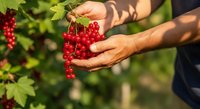 Farmer harvesting fresh red currants from garden bush on sunny day, hands picking ripe berries for agricultural produce and food.