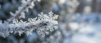 Delicate frost crystals forming intricate patterns on winter branch creating natural ice formations in cold weather conditions for seasonal design projects.