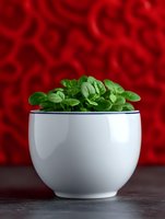 Fresh green baby spinach leaves in white ceramic bowl against vibrant red bokeh background, healthy eating and nutrition concept for food blogs.