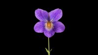 Vibrant purple violet flower with golden center isolated on transparent background, ready for t-shirt designs, clipart, stickers, sublimation and print-on-demand projects.
