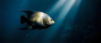 Metallic fish swimming in deep blue ocean water with sunlight rays filtering through, suitable for marine life, underwater photography, and nature-themed projects.