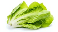 Fresh green romaine lettuce head with crisp leaves isolated on white background, ready for salad preparation and food service presentation.