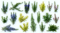 Collection of rosemary herb sprigs with purple flowers isolated on white background for culinary design, natural medicine and aromatherapy projects.