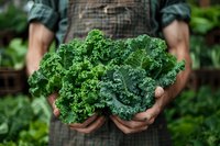 Fresh organic kale leaves held in farmer's hands against garden background, demonstrating sustainable agriculture and farm-to-table produce harvesting.