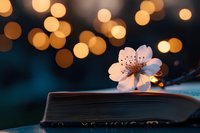 Cherry blossom flower on old book with warm bokeh lights creating romantic atmosphere for spring reading and literature concepts.