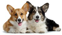 Two happy Welsh Corgi and Australian Shepherd dogs lying together on white background, smiling with tongues out. Isolated pet portrait for veterinary and animal care designs.