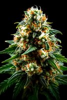 Mature cannabis plant bud with dense trichomes and orange pistils on dark background, macro photography showing detailed crystalline structure and vibrant green foliage.
