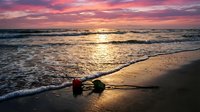 Romantic sunset beach scene with red roses on golden sand as waves gently wash shore under dramatic pink and purple sky creating peaceful evening atmosphere.
