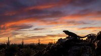 Dramatic desert sunset with vibrant orange and purple clouds over Sonoran landscape featuring saguaro cacti and rocky terrain for nature photography.
