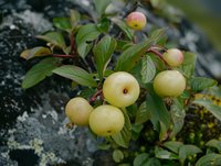 Fresh yellow wild apples growing on branch with green leaves against mossy stone background, natural organic harvest in garden setting.