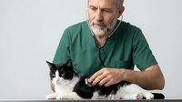 Senior veterinarian examining black and white kitten during medical checkup in clinic wearing green scrubs for pet healthcare and animal wellness.