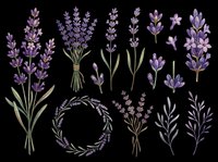 Lavender flower clipart set isolated on transparent background, ready for t-shirt design, stickers, sublimation, print on demand, and digital crafts.