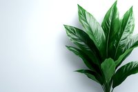 Fresh green leaves of peace lily plant against white background, minimalist botanical composition with copy space for text placement.