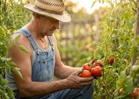 Senior farmer in straw hat and overalls harvesting fresh red tomatoes from vine in organic garden during golden hour sunset for healthy eating and agriculture.
