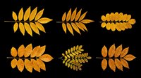 Six autumn rowan leaves in golden yellow tones, isolated on transparent background. Ready for fall clipart, stickers, t-shirt design, sublimation, and print on demand.