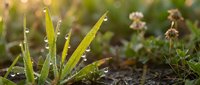 Fresh green grass blades with morning dew drops in natural outdoor setting with soft bokeh background for spring gardening and nature concepts.