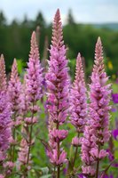 Pink flowering Physostegia virginiana blooms in summer garden with soft blurred natural background, close up of tall spiky perennial flowers in vertical composition.