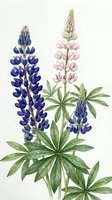 Watercolor lupine flowers in blue and pink with green leaves on white background. Botanical illustration for spring garden designs and floral projects.