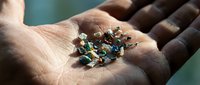 Tiny colorful microplastics collected in human palm showing environmental pollution and contamination concerns for research and awareness campaigns.