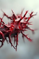 Macro photography of spiky red organic structure with sharp thorny protrusions against blurred gray background, dramatic lighting highlights glossy surface texture.