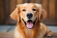 Happy Golden Retriever dog with friendly smile and soft fur portrait against wooden background. Close up of purebred canine face showing joyful expression.