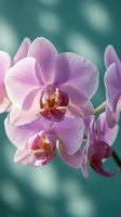 Pink orchid flowers blooming with delicate petals and vibrant colors against soft blurred teal background for spa wellness and botanical decoration.