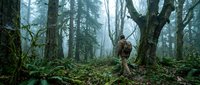 Hiker with backpack walking through misty old-growth forest with moss-covered trees and ferns creating atmospheric outdoor adventure scene.