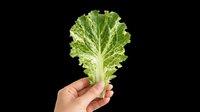 Hand holding a fresh green lettuce leaf, isolated on transparent background. Ready for food, health, and nutrition designs, stickers, t-shirts, and print on demand.