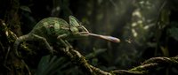 Green chameleon with extended pink tongue catching insect on branch in tropical rainforest habitat showcasing natural predator behavior and camouflage adaptation.