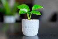 Young Monstera deliciosa plant with bright green leaves covered in water droplets growing in modern white speckled ceramic pot against dark background.