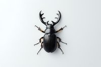 Black stag beetle with branched antlers isolated on white background, detailed macro photography showing texture and anatomy of insect specimen.