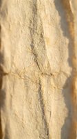 Ancient plant fossil preserved in limestone sedimentary rock formation showing detailed leaf imprint from prehistoric era for paleontology research.