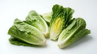 Fresh romaine lettuce heads with crisp green leaves and white stems isolated on white background for healthy cooking and salad preparation.