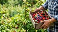 Farmer holding wooden crate filled with fresh red strawberries and blueberries in garden during harvest season for agricultural and food production use.
