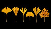 Five golden autumn ginkgo leaves in various shapes, isolated on transparent background. Great for fall clipart, stickers, t-shirt design, sublimation, and print on demand.