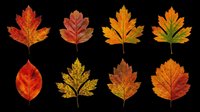 Set of eight autumn leaves in vibrant red, orange, and yellow tones, isolated on transparent background, ready for stickers, clipart, t-shirt design, and print on demand.
