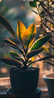 Young rubber plant with glowing golden-green leaves in black pot against blurred background, sunlight creating warm highlights on foliage during golden hour.