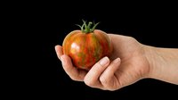 Hand holding a striped heirloom tomato, isolated on transparent background. Ready for food blogs, stickers, print on demand, T-shirt design, and clipart use.