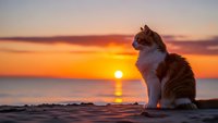 Orange tabby cat sitting on wooden dock watching golden sunset over calm ocean water with vibrant sky colors reflecting on surface creating peaceful moment.