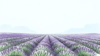 Endless rows of blooming lavender fields stretching to horizon under soft cloudy sky creating peaceful agricultural landscape for aromatherapy and wellness.