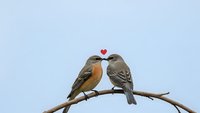 Two small songbirds perched on branch sharing romantic moment with red heart symbol above against clear blue sky background for love themes.